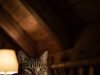 The cat woke up its owner every night and chased her out of the bedroom. The woman thought the cat had mental problems until she took it to the vet.